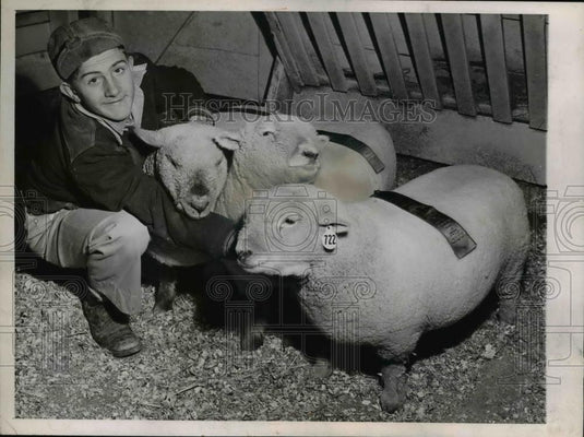 1944 Press Photo Wayne Disch & 3 sheep won Third Chicago Market Fat Stock Show - Historic Images