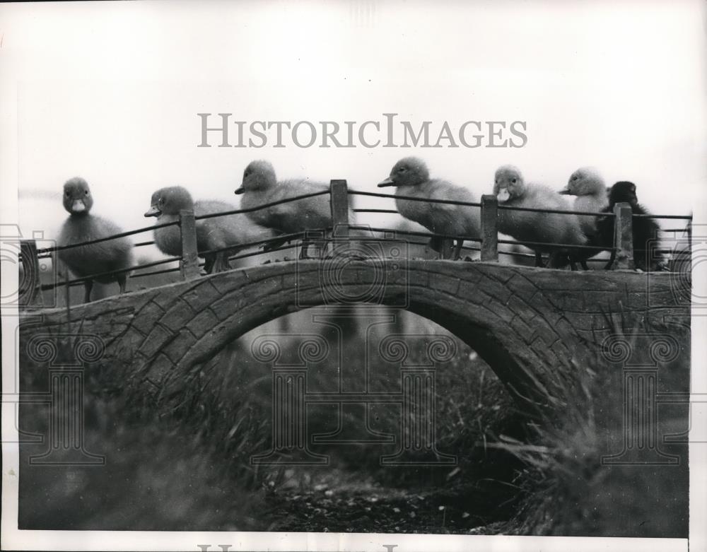 1956 Press Photo Chessington England flock of ducks at the zoo - Historic Images