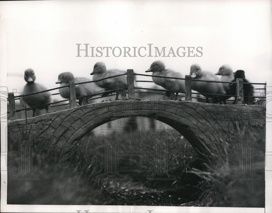 1956 Press Photo Chessington England flock of ducks at the zoo - Historic Images