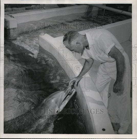 1956 Press Photo Marineland oceanarium in Fla porpoise perform - Historic Images