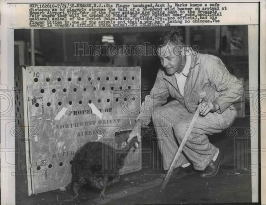 1958 Press Photo Jack L Marks Touching Beaver Tail Unofficial Animal of Russia - Historic Images