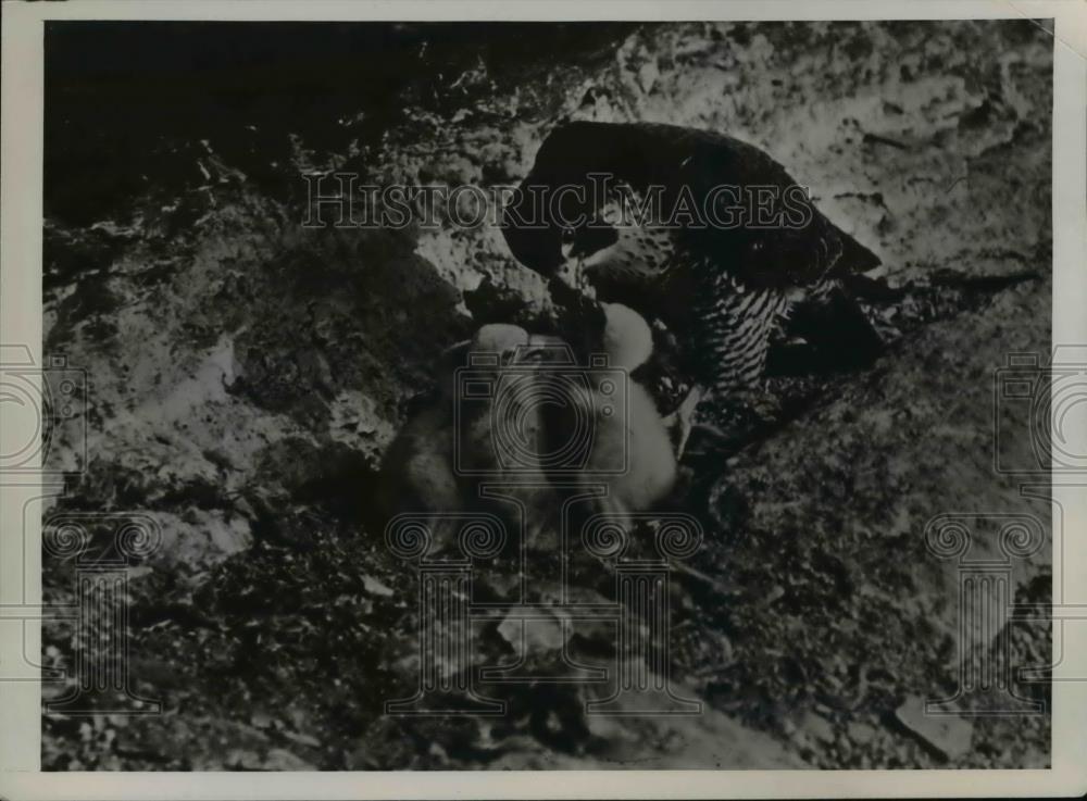 1939 Press Photo Duck Hawk with Little Ones - Historic Images