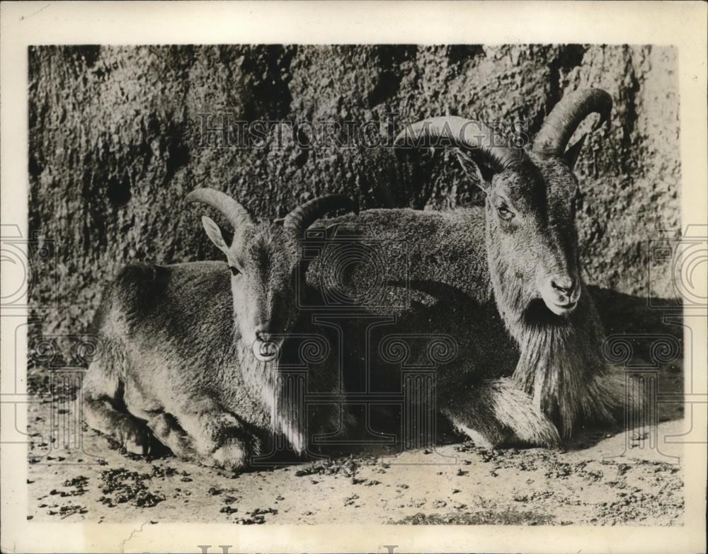 1928 Press Photo Barbary Sheep Sonny &amp; Daddy England Zoological Gardens London - Historic Images