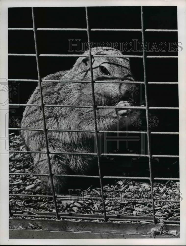 1964 Press Photo Prairie Dog - Historic Images