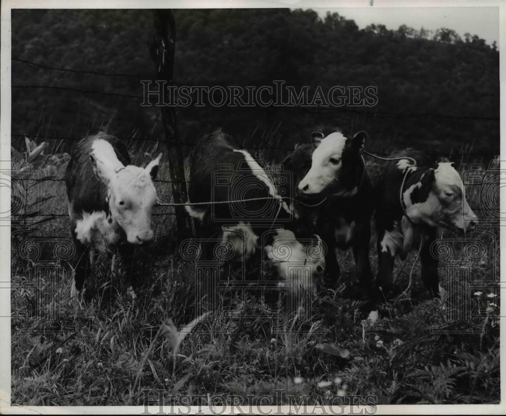 1946 Press Photo Buckeye Arcady Quadruplet Cow Calves, Ohio - Historic Images