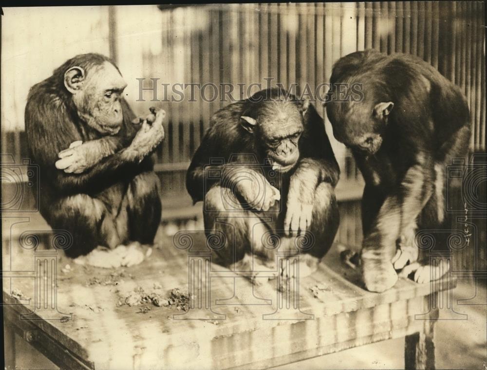 1923 Press Photo Three chimpanzees at a zoo as spring begins - Historic Images