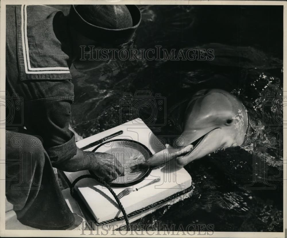 1946 Press Photo Marine Studios Fla a porpoise &amp; a kepper feeding it - Historic Images