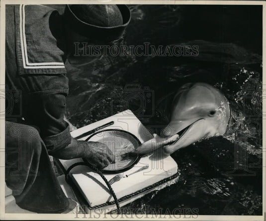 1946 Press Photo Marine Studios Fla a porpoise & a kepper feeding it - Historic Images