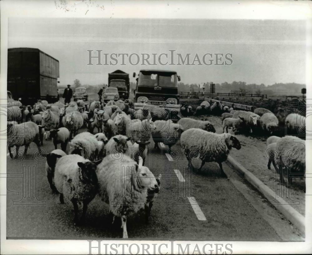 1966 Press Photo Flock of Sheep Block London-Birmingham Motorway / Highway - Historic Images