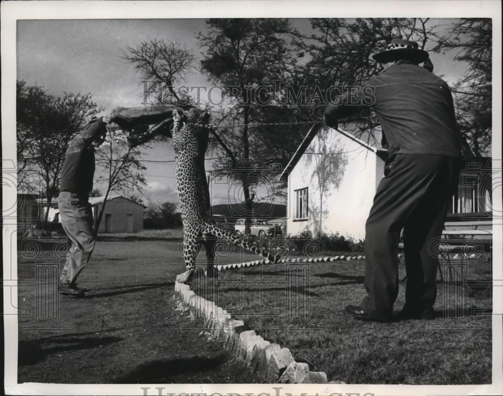 1961 Press Photo Lobasti Bechuananaland Charles &amp; Tom Lessor, train leopard - Historic Images