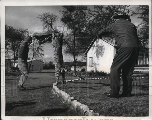 1961 Press Photo Lobasti Bechuananaland Charles & Tom Lessor, train leopard - Historic Images