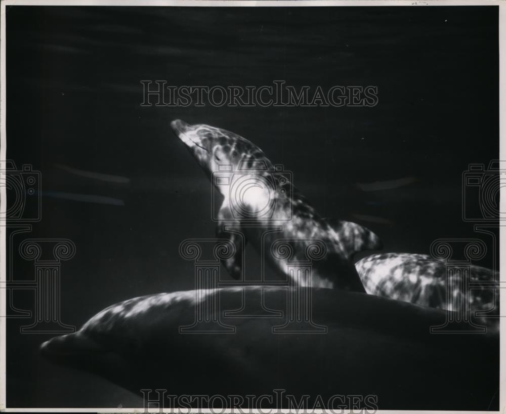 1953 Press Photo Mom &amp; baby porpoise at Marineland in Florida - Historic Images