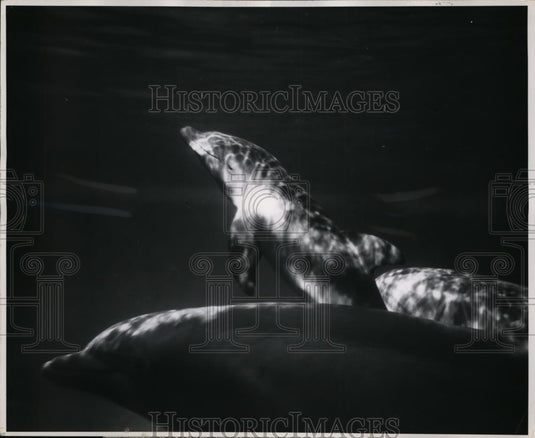 1953 Press Photo Mom & baby porpoise at Marineland in Florida - Historic Images