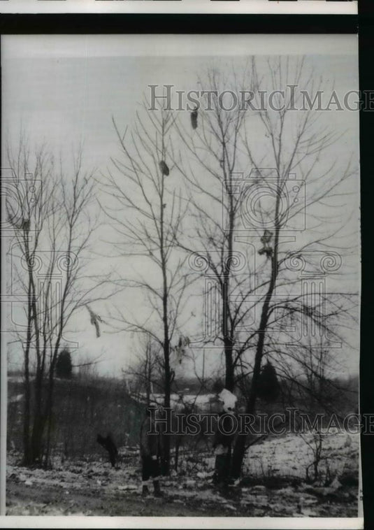 1960 Press Photo Clothing of victims of Northwest Airlines plane crash on tree - Historic Images