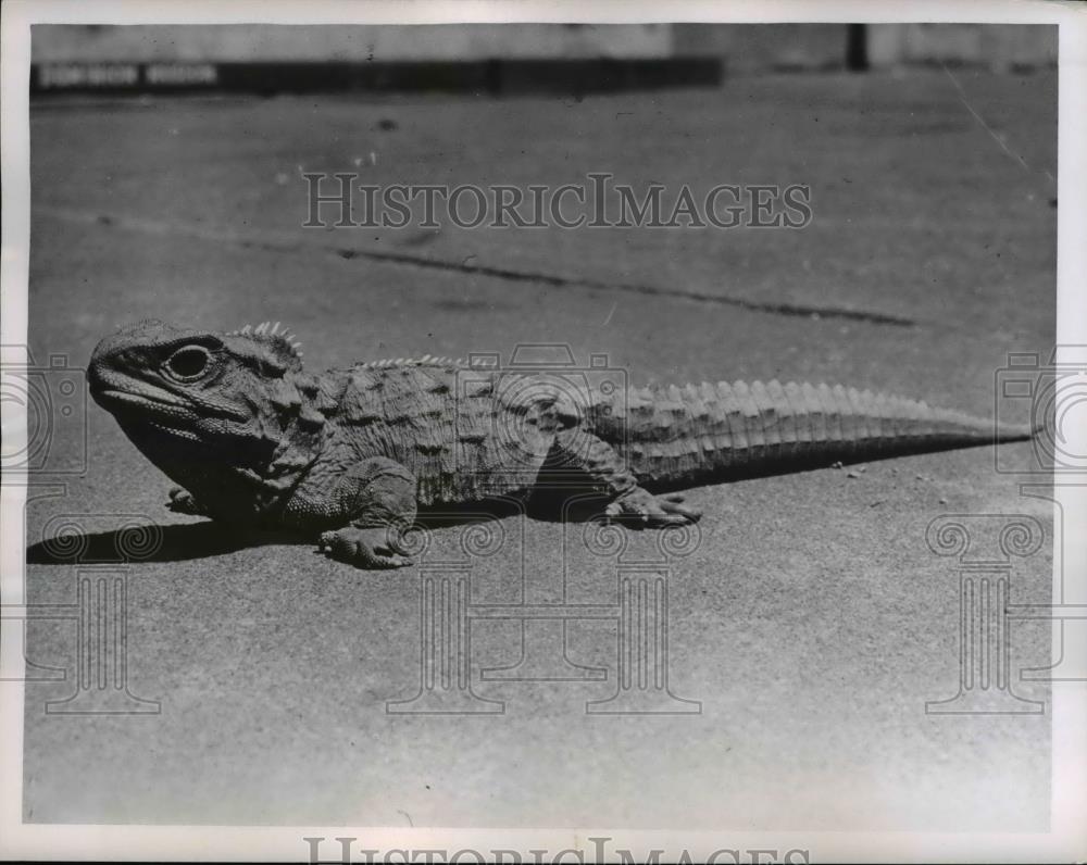 1959 Press Photo Tuatara Lizard Reptile - nee42243 - Historic Images