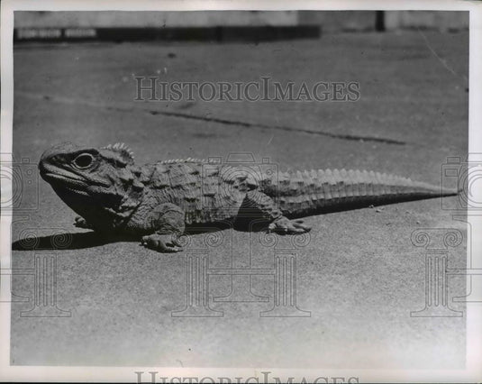 1959 Press Photo Tuatara Lizard Reptile - nee42243 - Historic Images