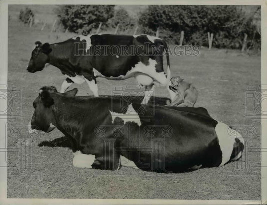 1937 Press Photo of cow with a monkey on its back. - Historic Images