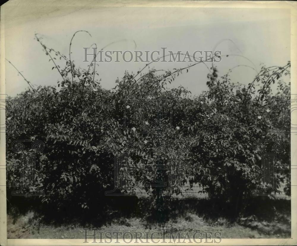 1942 Press Photo United States Rubber Company old cryptostegia plants Yuma Mesa - Historic Images