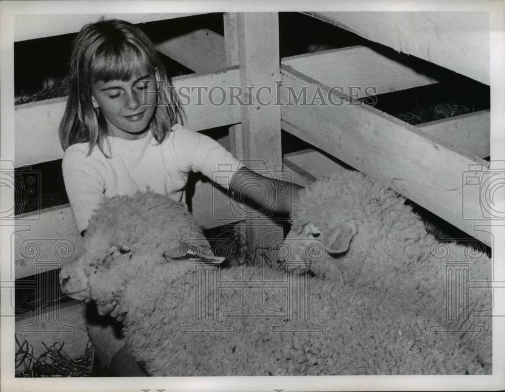 Press Photo Kim Neill with Sheep at County Fair - Historic Images