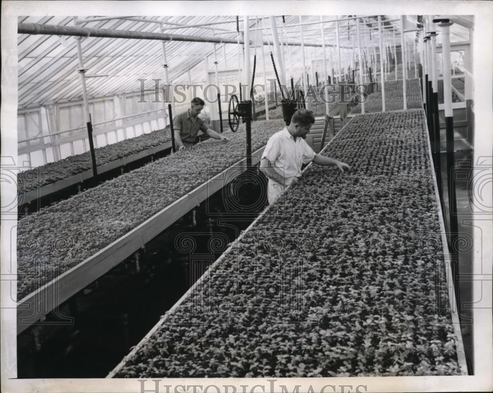 1943 Press Photo Workers Tend Cinchona Plants, USDA Plant Introduction Garden - Historic Images