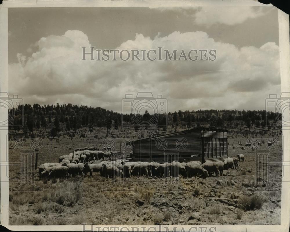 1931 Press Photo Sheep Flock Find Shelter, Colorado Ranch - Historic Images