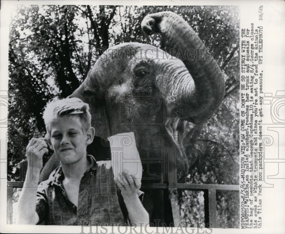 1965 Press Photo of Winkie and Indian elephant and George feeding her peanuts. - Historic Images
