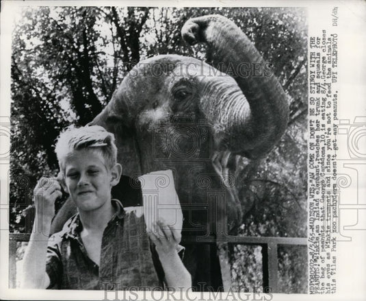 1965 Press Photo of Winkie and Indian elephant and George feeding her peanuts. - Historic Images