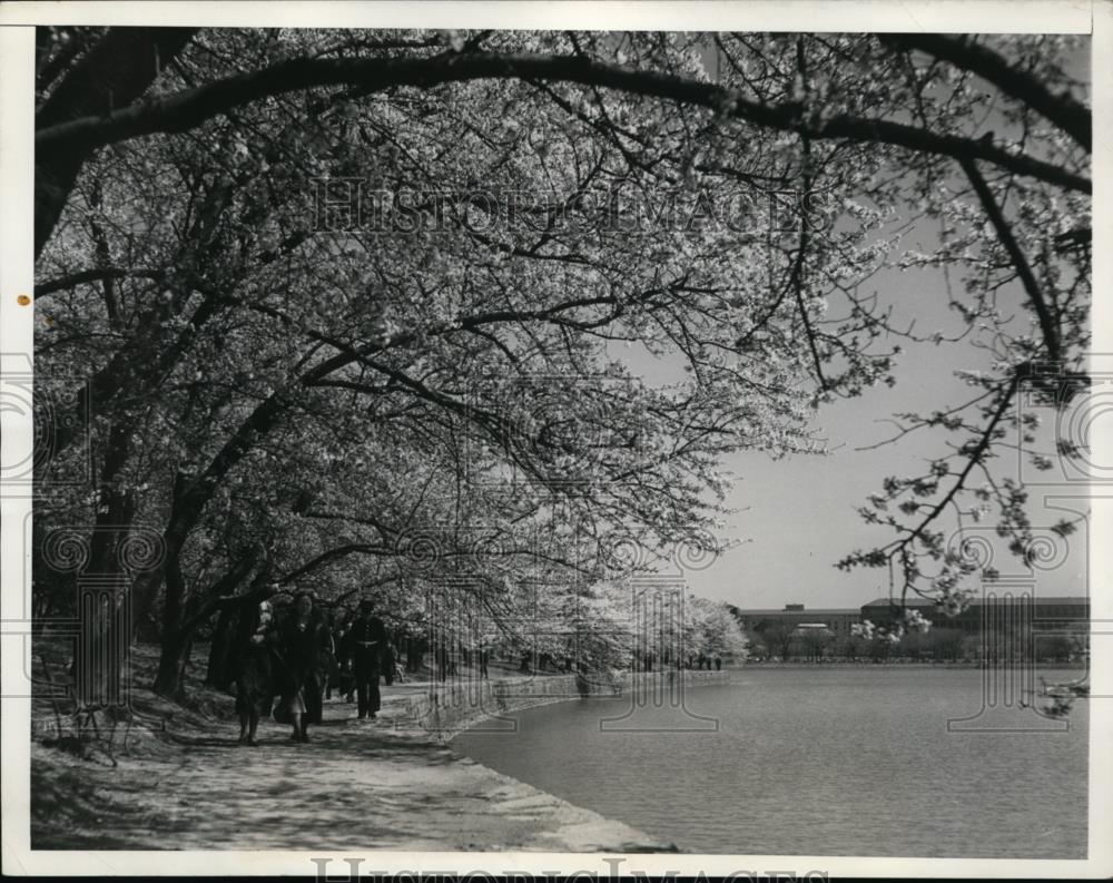 1935 Press Photo early spring caused Japanese Cherry Bloosom to bloom. - Historic Images