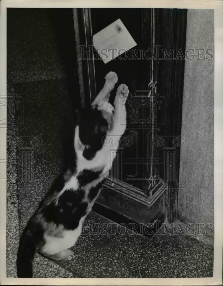 1951 Press Photo Cat Leaps at Letters in Indianapolis Building - Historic Images