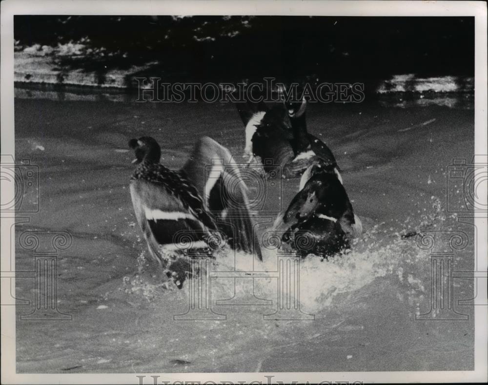 1968 Press Photo Ducks - Historic Images