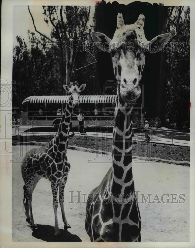 1962 Press Photo Two Giraffes at San Diego Zoo - Historic Images