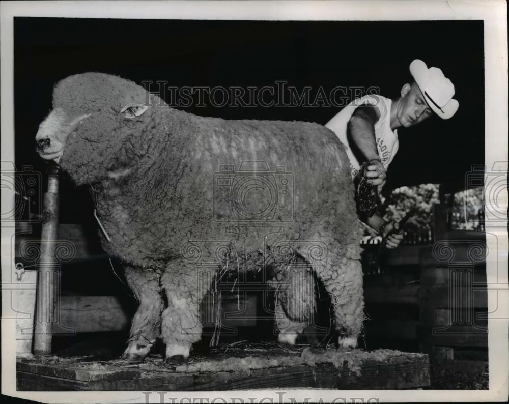 1956 Press Photo Platte City Mo. 250 lb yearling ram awaits the judging. - Historic Images