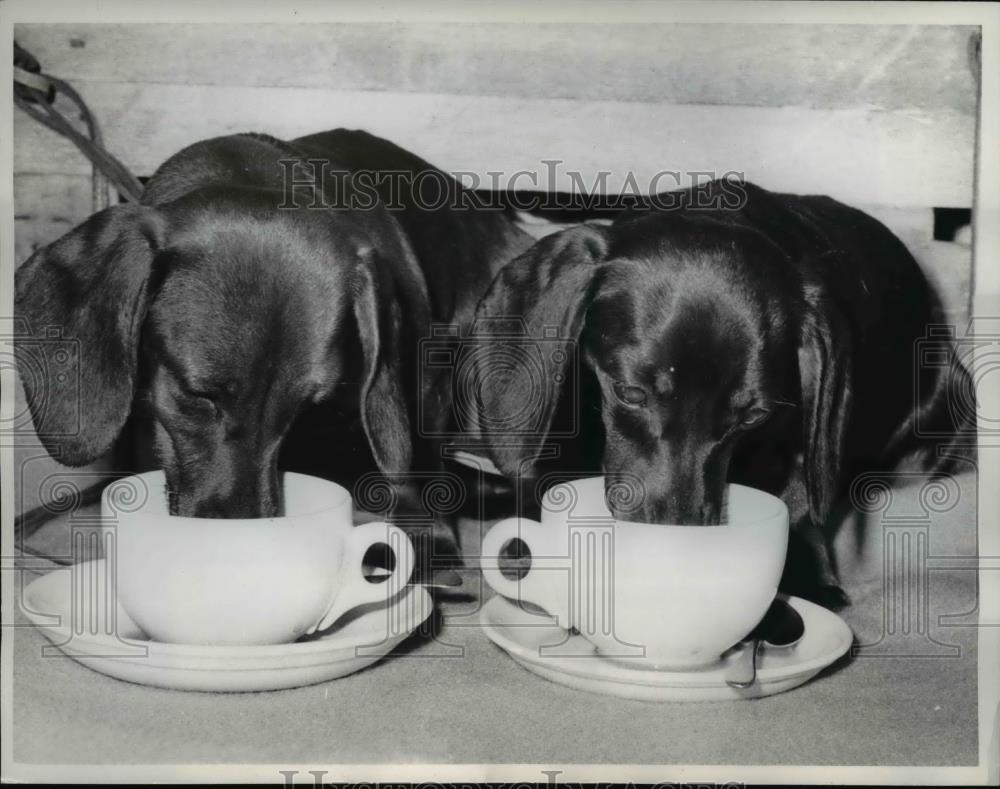 1961 Press Photo Dauschunds at teatime in London,Benny and Sparkie - nee44428 - Historic Images