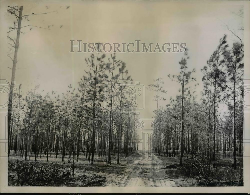 1936 Press Photo Florida Ship Canal Site Construction Road - Historic Images