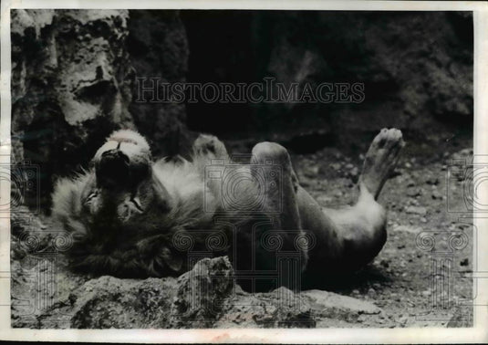 1967 Press Photo Lion at Paris Zoo - nee45141 - Historic Images