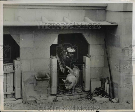 1953 Press Photo Pig with own fire proofed home in New ISland Village. - Historic Images