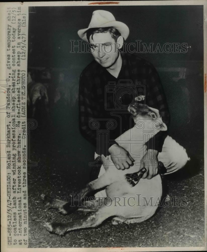 1947 Press Photo Roland Burkhart Gives shelter to Coatless Lamb Chicago, IL - Historic Images