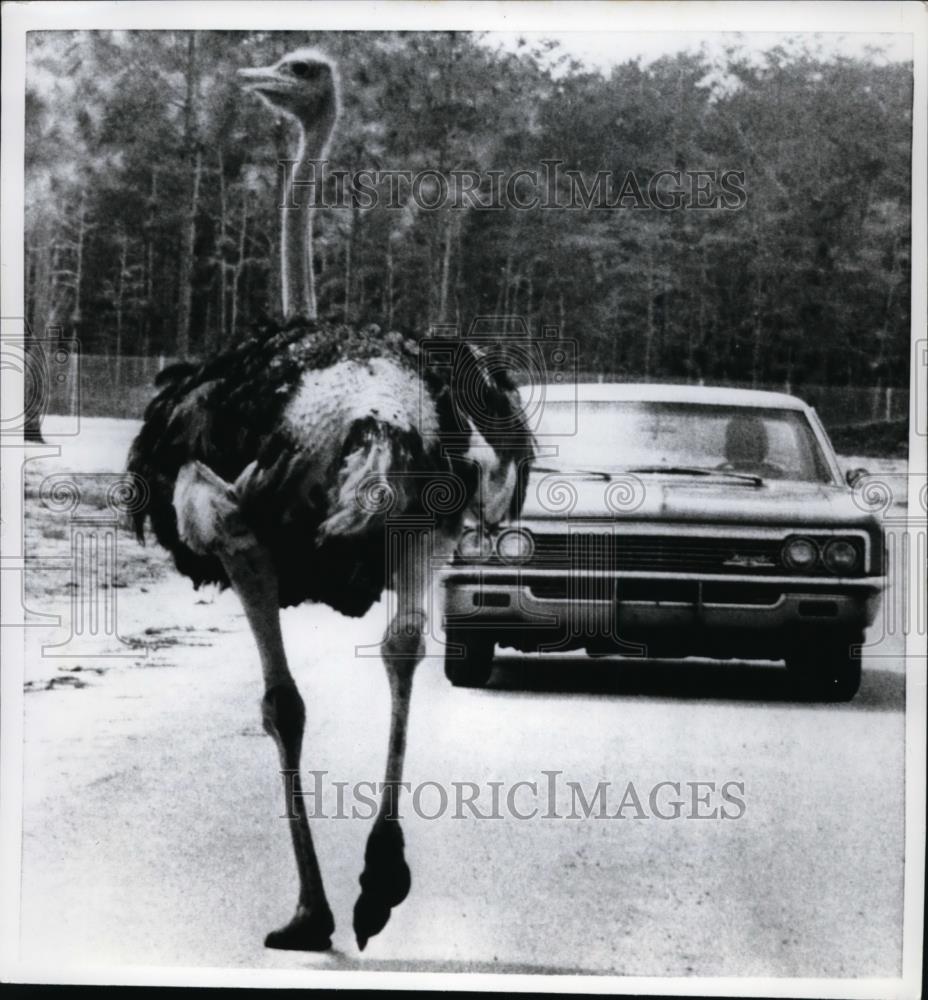 1967 Press Photo Ostrich Strolling Calmly Down Road West Palm Beach Florida - Historic Images