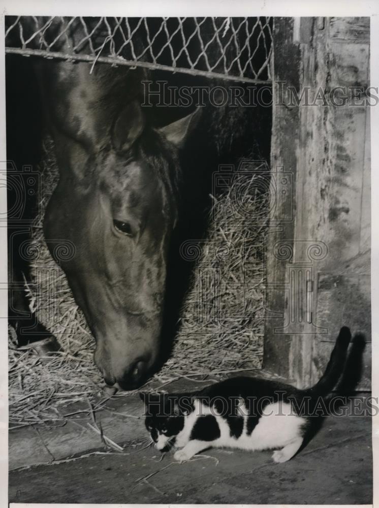 1948 Press Photo Whirling Fox at stables at Aqueduct track NY - nes29618 - Historic Images