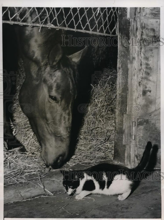 1948 Press Photo Whirling Fox at stables at Aqueduct track NY - nes29618 - Historic Images