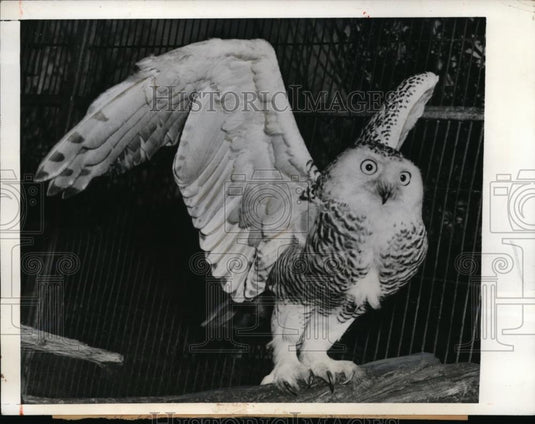 1942 Press Photo Artic Owl Philadelephia's Zoo - Historic Images