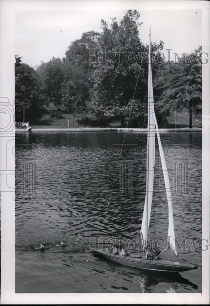 1949 Press Photo New York On a small lake in Central Park ducks bum a ride. - Historic Images