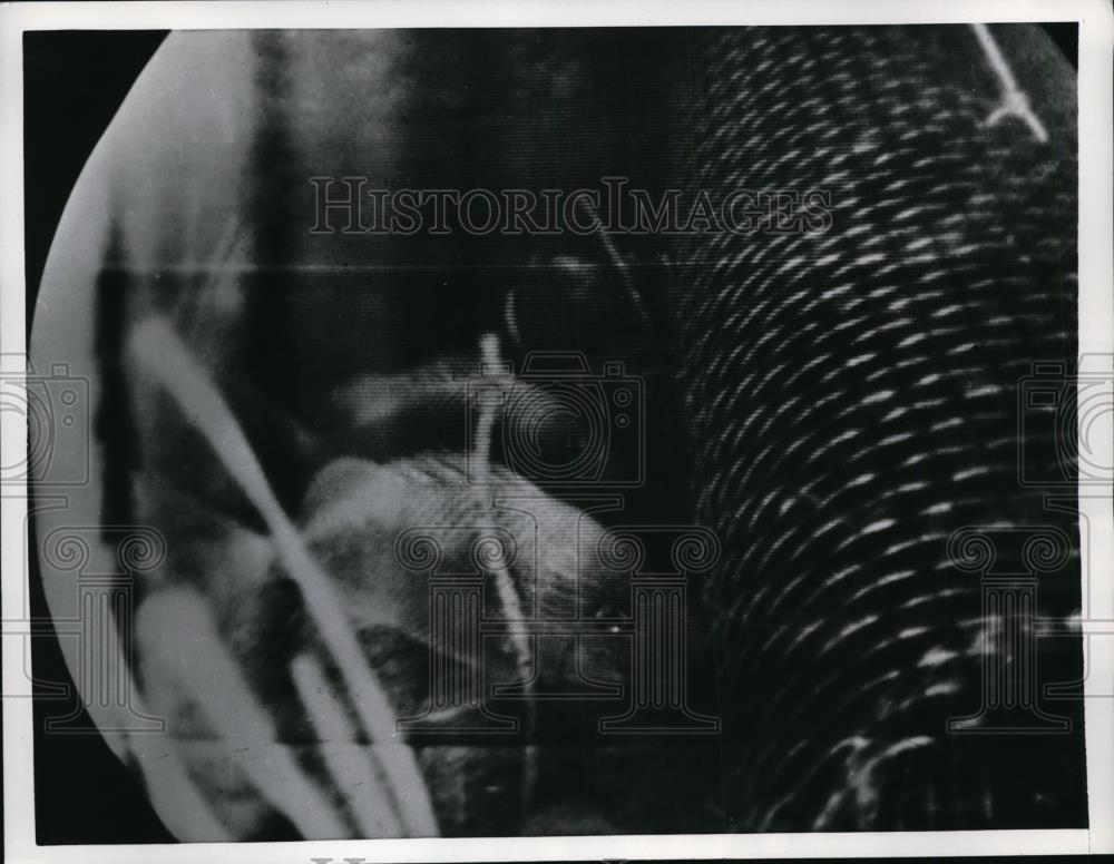 Press Photo Underwater TV camera catches actions of fish nosing around a net. - Historic Images