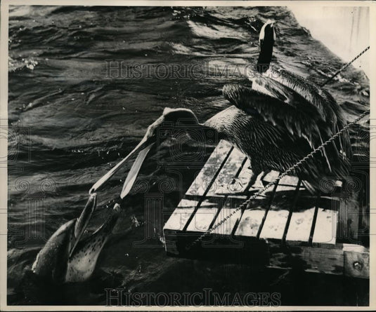 1952 Press Photo Pelicans & porpoises at Marineland aquarium in Fla. - nee49933 - Historic Images