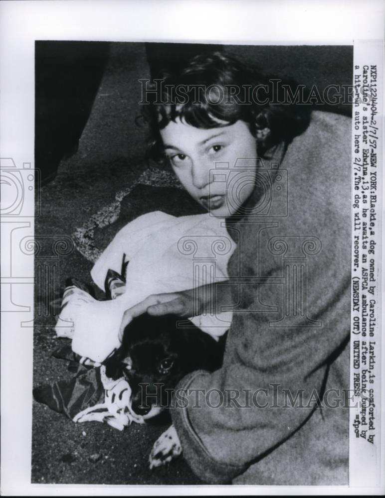 1957 Press Photo Blackie Dog, comforted by Edwina awaits ASPCA ambulance hit - Historic Images