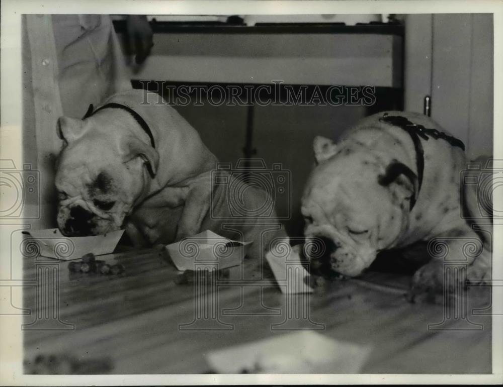 1938 Press Photo Two English Bulldogs Eating - nee52074 - Historic Images