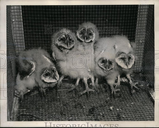 1940 Press Photo Young Monkey-Faced Owls Death Valley Foothills - nee49689 - Historic Images