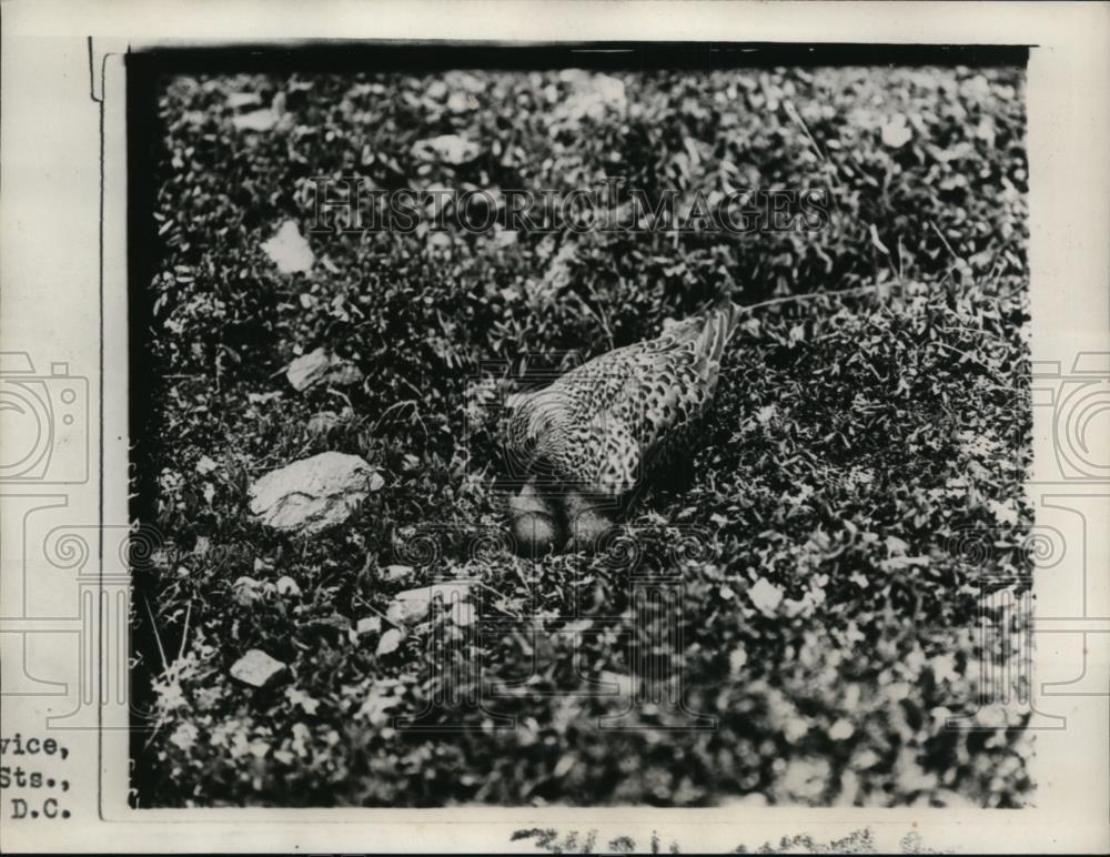 1926 Press Photo A male surf bird turning eggs in nest with his bill - nee49910 - Historic Images