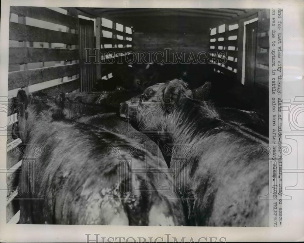 1951 Press Photo Chicago Beef cattle bound for the east view city through slats. - Historic Images