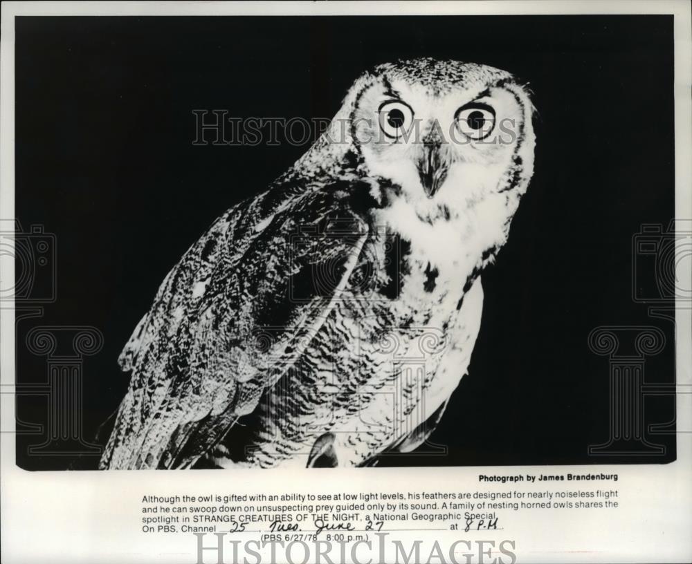 1978 Press Photo Strange Creatures Of The Night - Historic Images